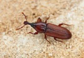 مكافحة بق الخشب